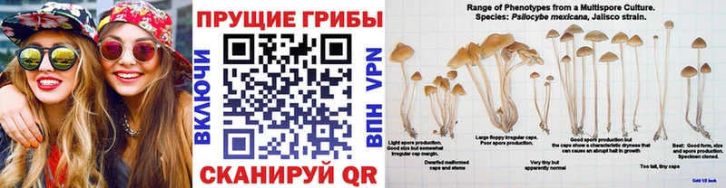 дарнет шоп  Волгодонск  kraken   Псилоцибиновые грибы GOLDEN TEACHER 